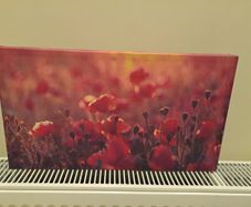 Picture of poppies canvas