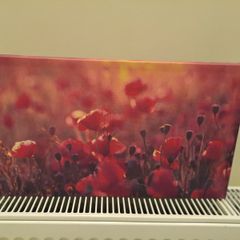 Picture of poppies canvas