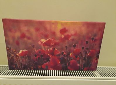 Picture of poppies canvas