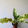 Philodendron Ring of Fire Plant Image 2