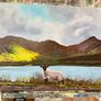 Little Lost Sheep Connemara Afternoon Sun by the Lake Image 2
