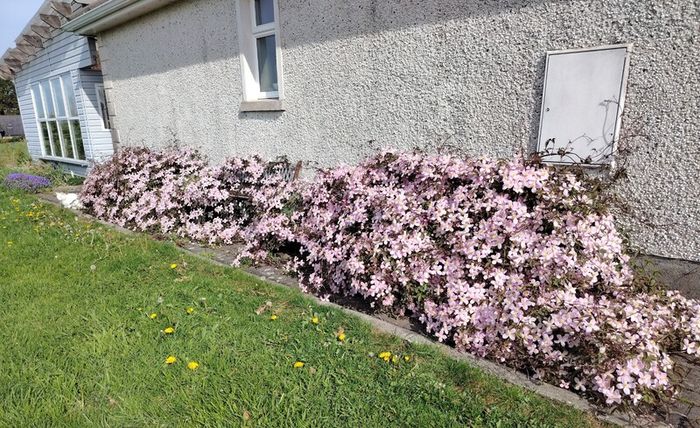 Clematis "Montana Rubens" Plant