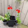 garden plants Image 2