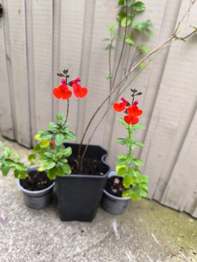 garden plants