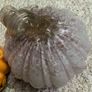 Autumn pumpkins Image 4