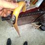 Horse Measuring Walking Stick is perfect for Equestrian Enthusiasts and vintage collectors Postage Available or Collection., Image 5