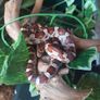 Vivarium / Corn Snake starter kits Image 5