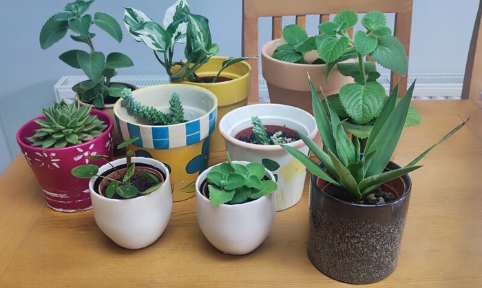 Indoor Plants