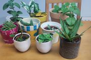 Indoor Plants