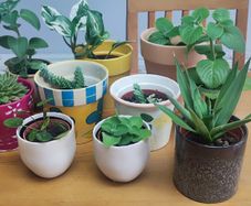Indoor Plants
