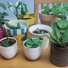 Indoor Plants