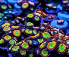 Sunny D Zoa