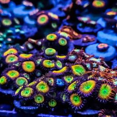 Sunny D Zoa