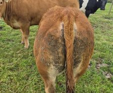 Beef cattle