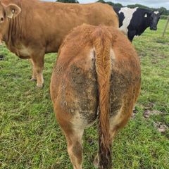 Beef cattle