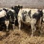 20 smashing blue bull Weanlings Image 4