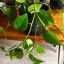 plant - Epipremnum aureum Image 3