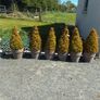 6 Buxus plants and 10 pots Image 3
