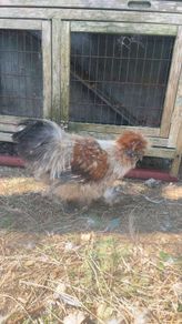 Chickens
