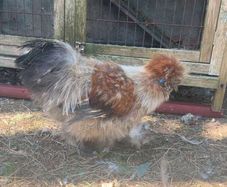 Chickens