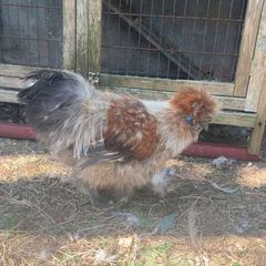 Chickens