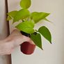 Neon Pothos plant Image 2
