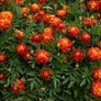 (M) Marigold Carmen seeds 1g (414598) Image 3