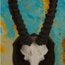 Vintage Taxidermy Antelope Horns Image 2