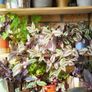 House plants Image 2