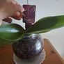 Beutifull orchid Image 4