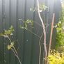 large 2.8 metre eucalyptus tree Image 5