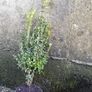 Box Hedging Image 4