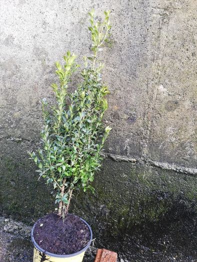 Box Hedging