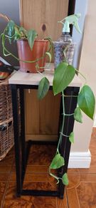 Plants set