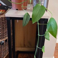 Plants set