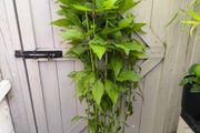 garden plants