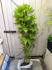 garden plants