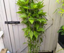 garden plants