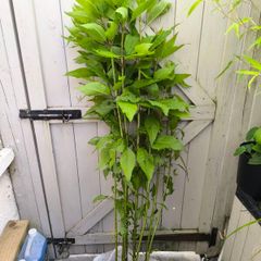 garden plants