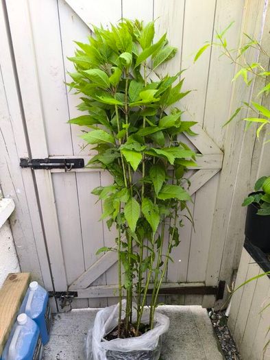 garden plants
