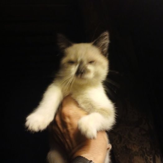 Kittens