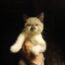 Kittens Image 3