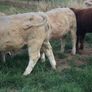 Bullocks Image 3