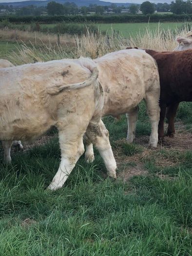 Bullocks