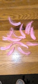 pink feathers