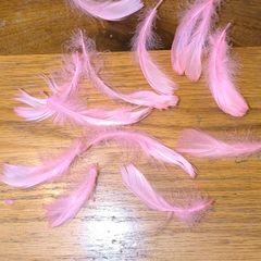 pink feathers