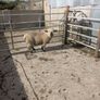 Ram lamb Image 5