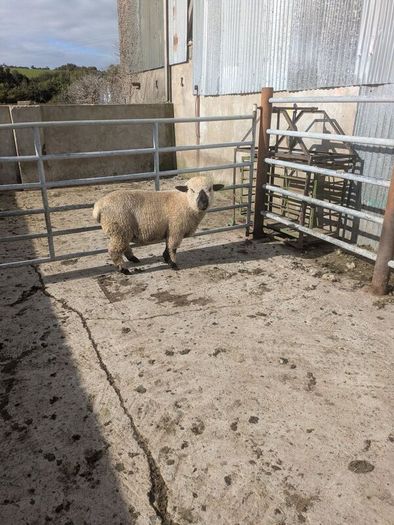Ram lamb