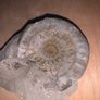 Fossil collection: Ammonite, Clam & Petrified wood Image 3