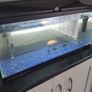 fish tank Image 2